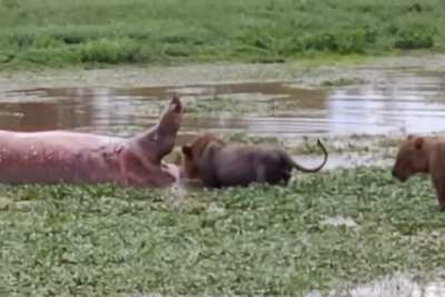 Dead hippo farts in lion’s face