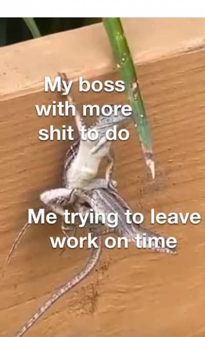 I just wanna go home