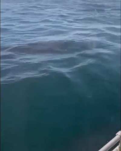 🦈