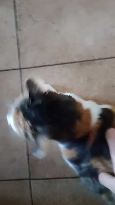 She's Macchietta, my sweet sweet 20 years old cute lady. She's deaf so practically every times you toucher she makes this sound.