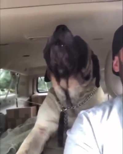 Mastiff sings for daddy