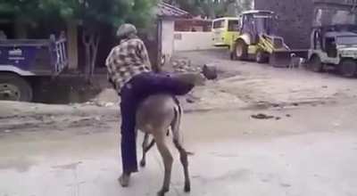 If you cant ride on him let him have the honour