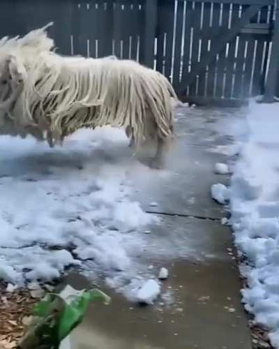 mop or dog?