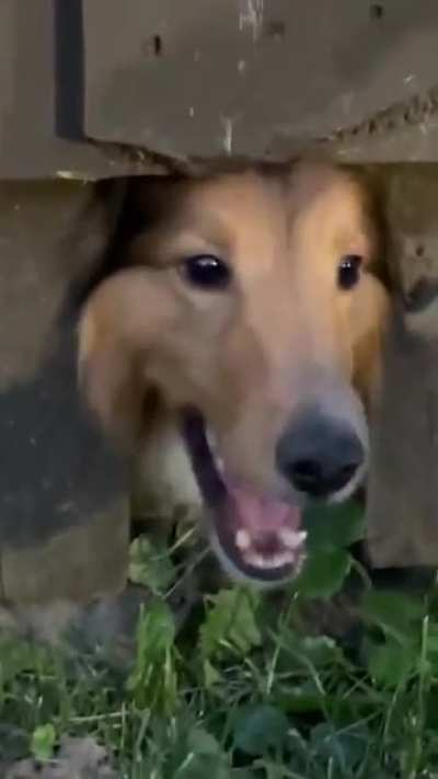 Dog #3 at the end