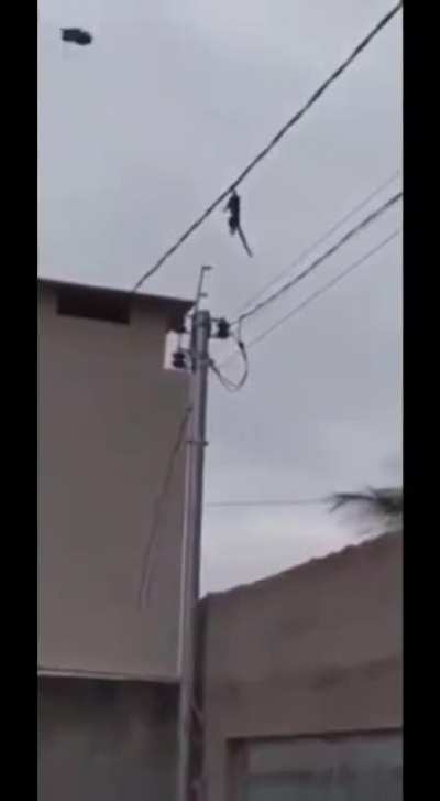 Macaco