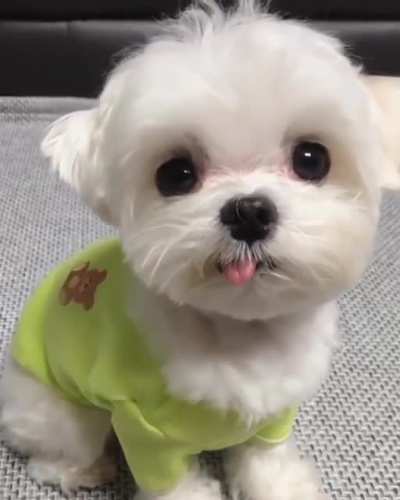 Am I cute hooman?