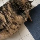 OH LAWD SHE COMIN! What an impressive specimen.