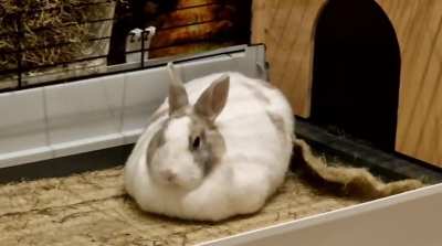 It's 1 am and I can't sleep, but Bobo just loafed