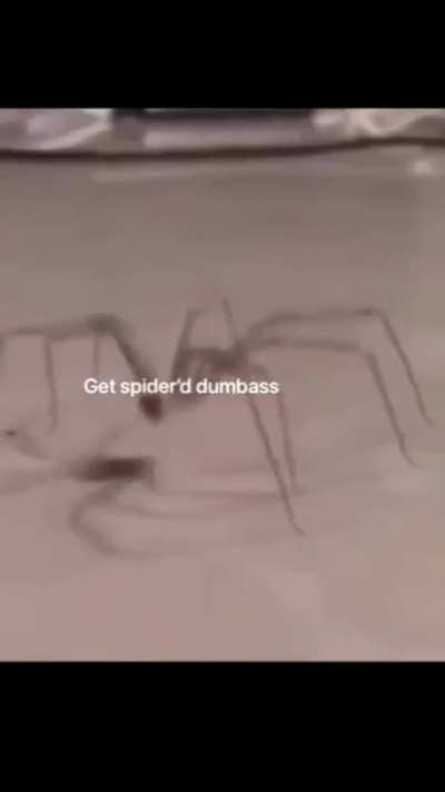 Spiderð