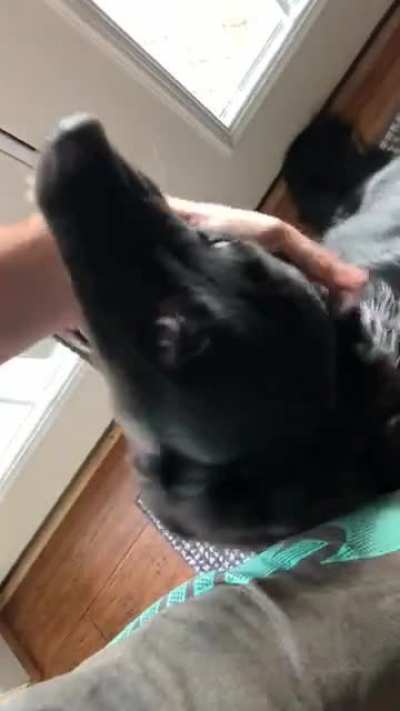 I’m dog sitting Tinley this weekend, I think she missed me
