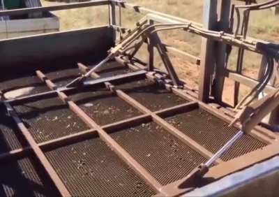 This is how a necessary parasiticide bath for sheep to remove parasites is done