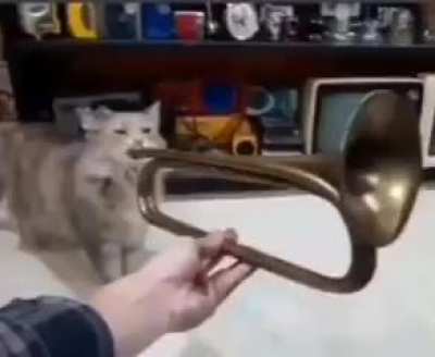 Musically Wunk 