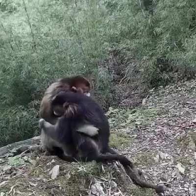 🔥Two golden snub-nosed Monkeys failing to socially distance