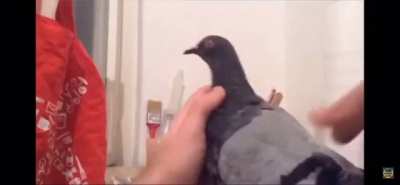 Pigeon