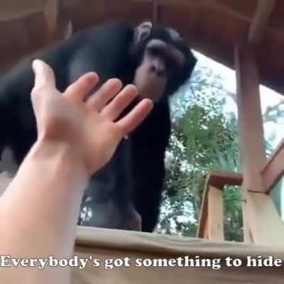 Everybody’s Got Something to Hide Except Me and My Monkey