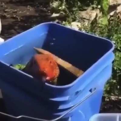 What would you do if you came home and found a caiman lizard in your bucket?