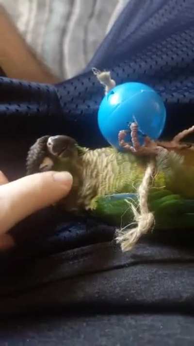 Baby Mocha tuckered out after playtime.