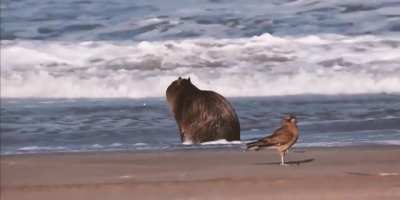 Cuando al fin podes ir a la playa sin que te jodan pero te pones a pensar en todos tus hermanos enjaulados que no tienen la misma posibilidad.