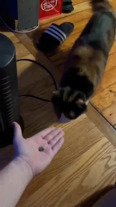 cAtNaPp + cAt + hOmAn