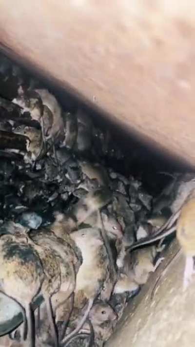 Mouse plague