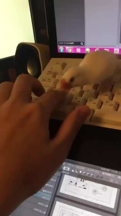 Protectivebirb
