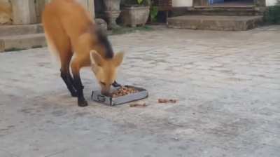 Maned Wolf