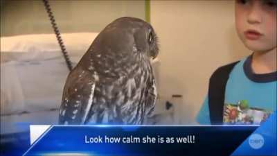Calm owl