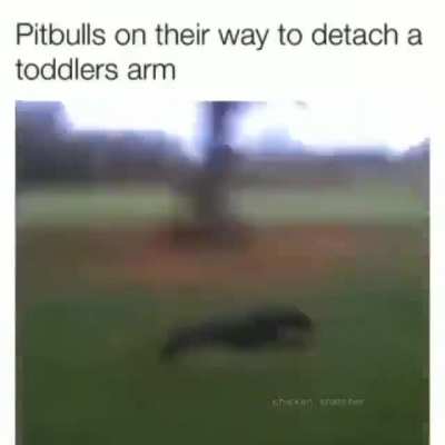 pitrule