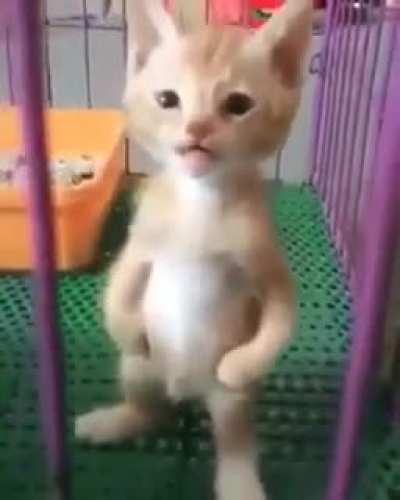 Cat.