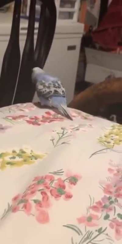 Rip