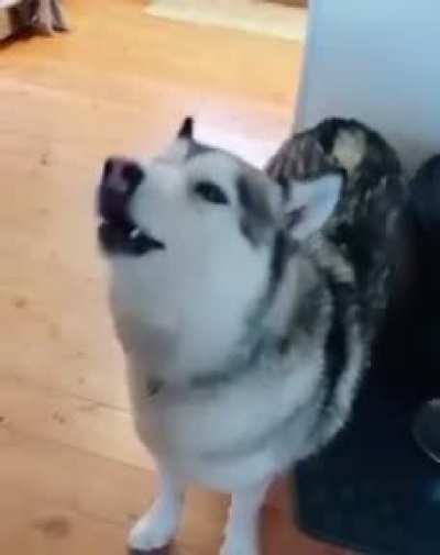 Get a Husky they said.... it will be fun they said...