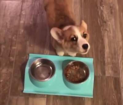 awooo