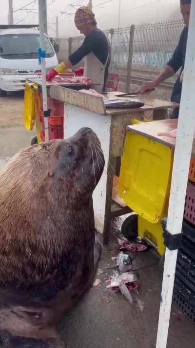 This sea lion comes to the market every day for fish. It's very well-behaved and polite.