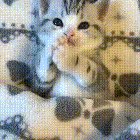 Cozy kittens
