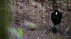 🔥 The New Guinea Bird is fabulous