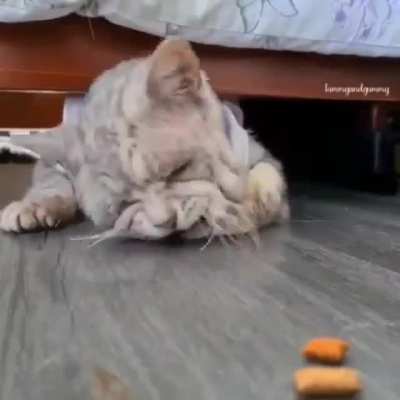 Это Стёпа, всратый кот.