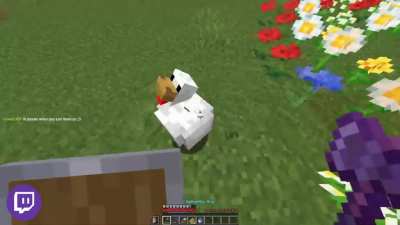 This chicken got really scared...