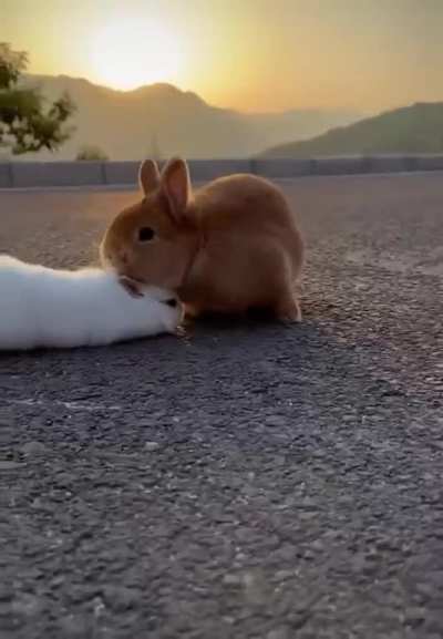 It looks like they're running a relay race !