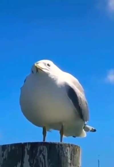 Bird.