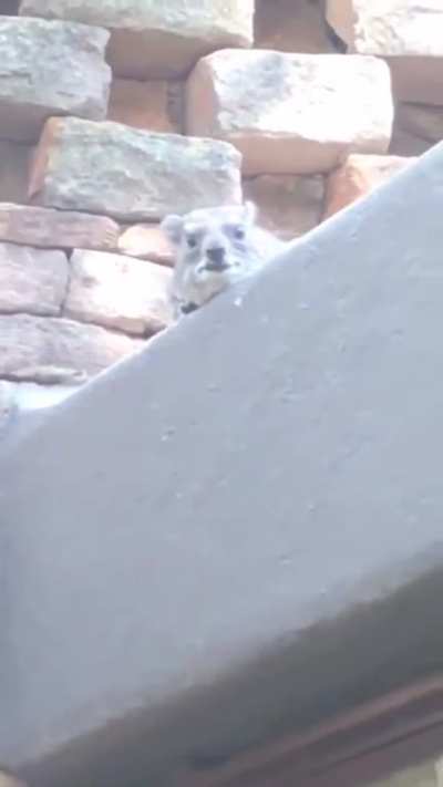 Little guy just wants to be heard