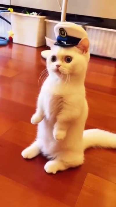 Cat.