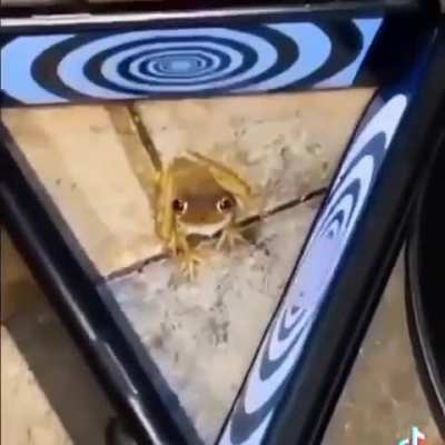 Frog jump scare 