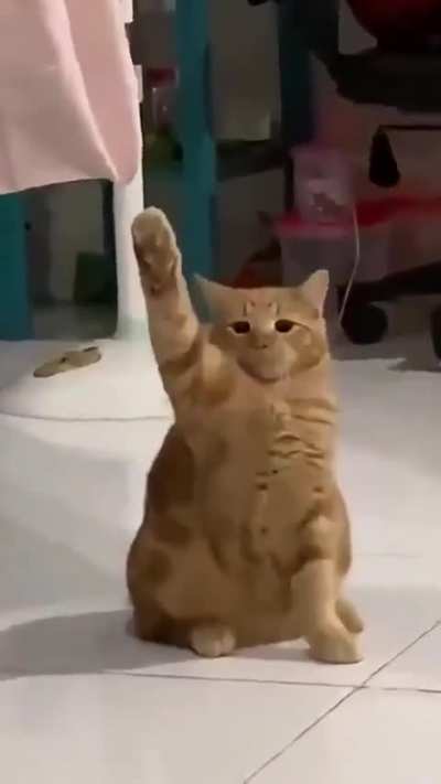 Gato alemán