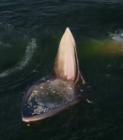 An Eden's whale trap feeding in the Gulf of Thailand