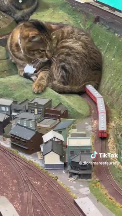 Catzilla Blocks & Derails Train