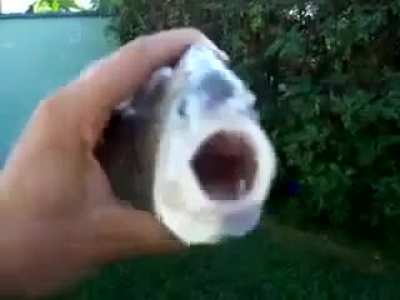 killa fish