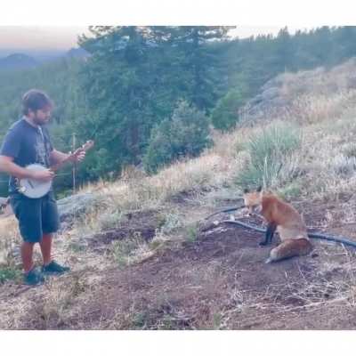 Fox takes time to enjoy the music 🎶