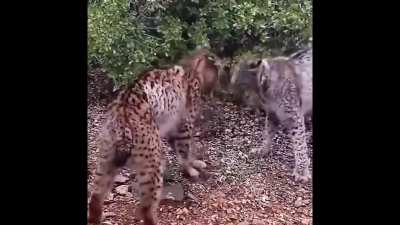 Rare Male Iberian Lynxes Doing 
