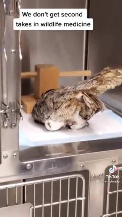 How to wake up an owl from anesthesia