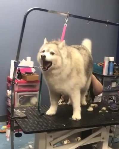Dog Groomer